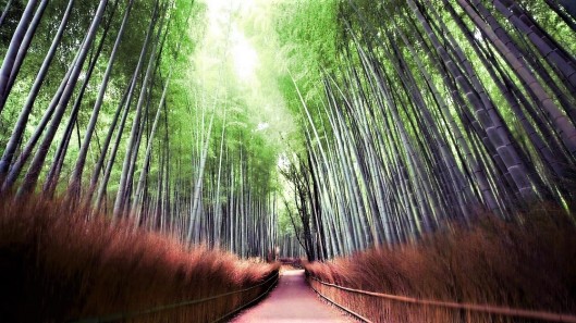 Parque Arashiyama, Japón